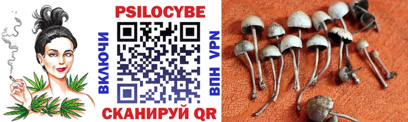 Псилоцибиновые грибы Psilocybine cubensis Купино